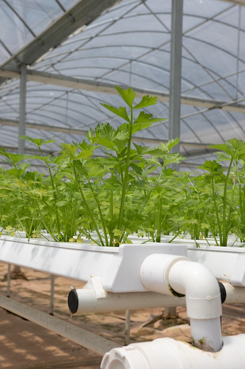 hydroponics, greenhouse, coriander, hydroponics, hydroponics, hydroponics, hydroponics, hydroponics