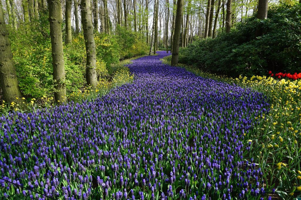 flower, forest, nature, flower background, meadow, carpet, path, holland, blossoms, beautiful flowers, flower wallpaper, plants, sea of flowers