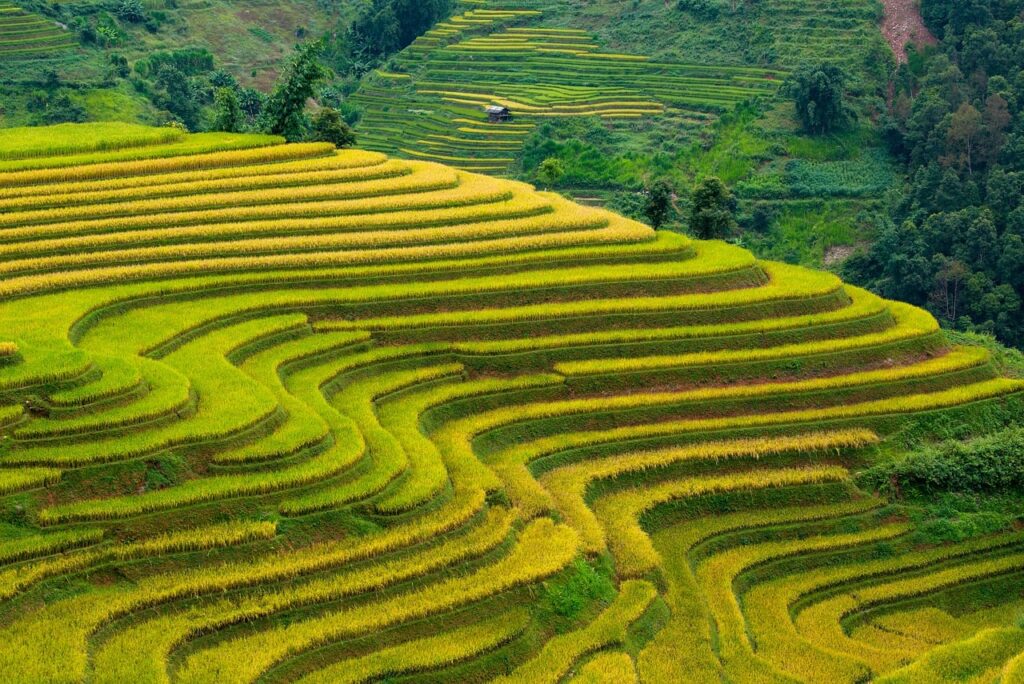 vietnam, blind cang brush, terraces, golden season, paddy, nature, home, tree, mountain, high land