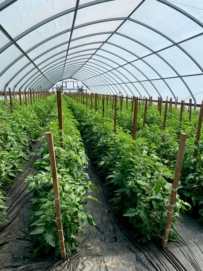 Lush green tomato plants flourishing in a well-structured greenhouse environment.
